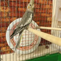 عروس هلندی نر