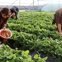 استخدام دو نفر کارگر دائم گلخانه|استخدام صنعتی، فنی، مهندسی|دهاقان, |دیوار