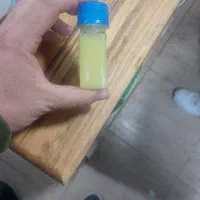 عصارخ زنجبیل