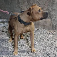 سگ پیتبول نر