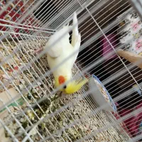 عروس هلندی|پرنده|طبس, |دیوار