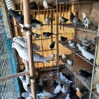 ۱۵۰تا یکجایی نرو ماده کبکی چندتا جوجه هم داره