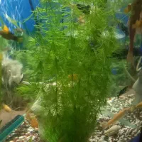 گیاه شویدی آکواریوم