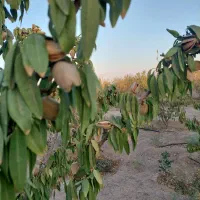 باغ|فروش دفتر صنعتی، کشاورزی، تجاری|شاهین‌شهر, گرگاب|دیوار