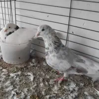 خرید و فروش کبوتر رنگی و پرشی