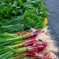 جذب نیروی کار(خانم)