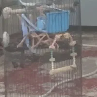 فروش عروس هلندی