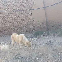 سگ ماده|سگ|نیشابور, ده حلاج|دیوار