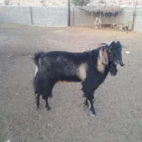 فروش پازن در شهرستان جم