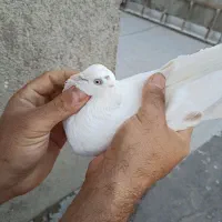 کبوتر|پرنده|رباط‌کریم, شهرک صنعتی نصیرآباد|دیوار