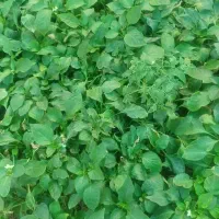 انواع نشا توت فرنگی،گل‌کلم،کاهو،کلم سالادی