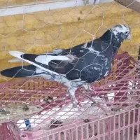 کبوتر گمشده