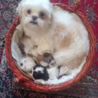 ۲عدد مولد شیتزو