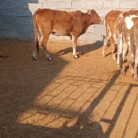 تعدادی گوساله نروماد