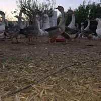 قو غاز اردک بومی و اردک لال فروش فوری بعلت حابجایی|حیوانات مزرعه|برخوار, |دیوار