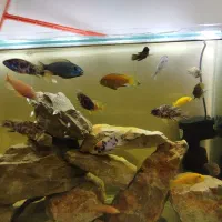 آکواریوم ماهی|ماهی|کرمان, |دیوار