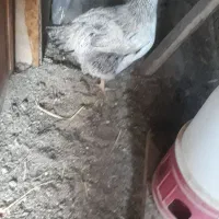 حیوان خانگی