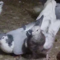 کفتر سرور|پرنده|قم, کلهری|دیوار