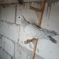 کفتر|پرنده|مشهد, کارمندان دوم|دیوار