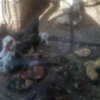 اوردک جوجه غاز