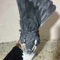 دم سیاه معاوضه با پلاکی|پرنده|فسا, |دیوار