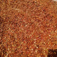 تخم بذری هنداونه دیم