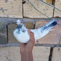 کبوتر کاشونی