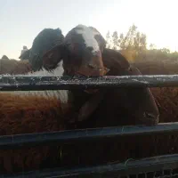 قصاب