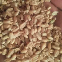 گندم|خوردنی و آشامیدنی|جیرفت, |دیوار