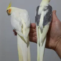 عروس هلندی مولد با جوجه و قفس