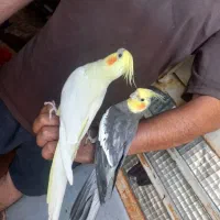 عروس هلندی|پرنده|برازجان, |دیوار