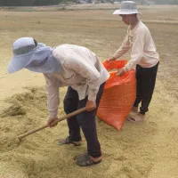 کاه عدس سبز دست چین