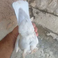 کفتر دم سفید نر