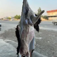 گوشت بره چاق درجه یک گوشت شیشک چاق