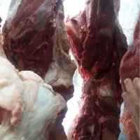 گوشت گوساله گرم