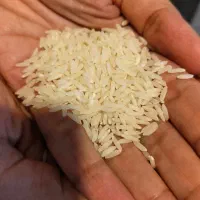 برنج طارم هاشمی درجه یک
