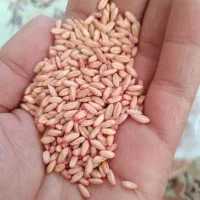 فروش بذر گندم سارال