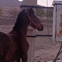 کره مادیان و کره نریان