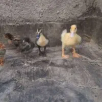 دوعدد اردک و دو عدد جوجه محلی دو ماهه