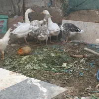 غاز