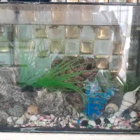 اکواریوم با تمام لوازم و ماهی