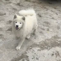 توله سامویید ۴ماهه|سگ|رشت, کوی عرفان|دیوار