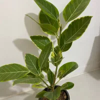 گیاه زیبا و خاص آلتیسما