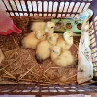 جوجه اردک اسرائیلی 7 روزه