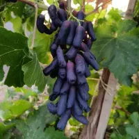 انواع ریشه و نهال و انگور های خارجی و داخلی
