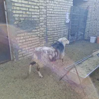 بره نر رومانوف|حیوانات مزرعه|ورزنه, |دیوار