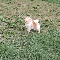 سگ پامر خرسی