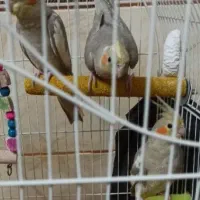 جوجه عروس پنج ماهه