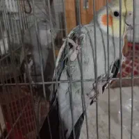 عروس هلندی مولد