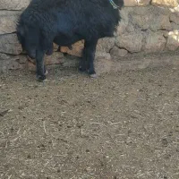 قوچ قره قزل|حیوانات مزرعه|کوهرنگ, |دیوار